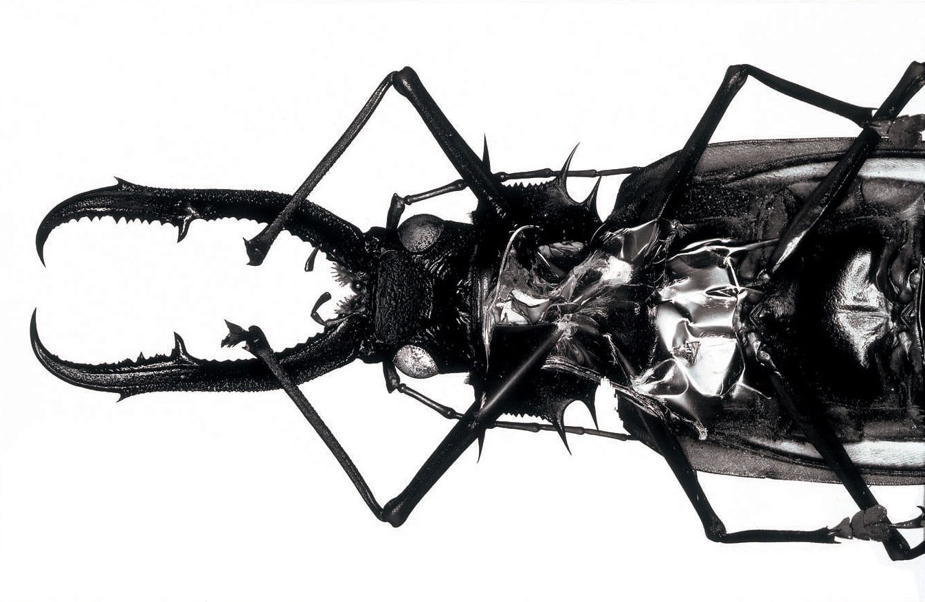 Giant bug enters your ears